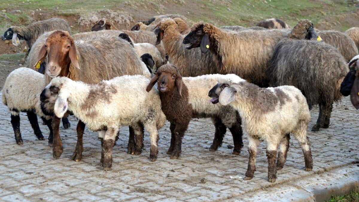 Yeni doğan kuzular günde iki kez anneleriyle buluşturuluyor