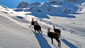 Munzur Dağları'nın gizemli sakinleri: Çengel boynuzlu keçiler