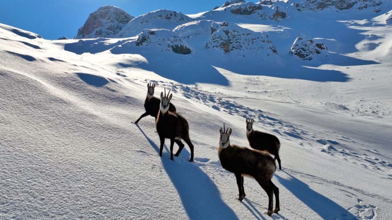 Munzur Dağları'nın gizemli sakinleri: Çengel boynuzlu keçiler
