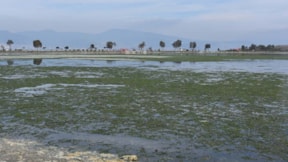 Kuş cenneti tehlikede: Deniz marulları Çakalburnu Lagünü'nü kapladı