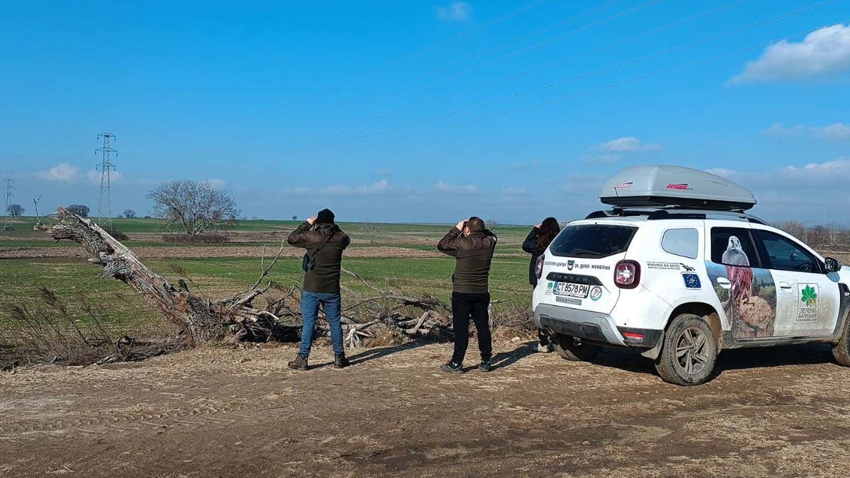 Gökyüzünün muhteşem hükümdarı: Şah kartal