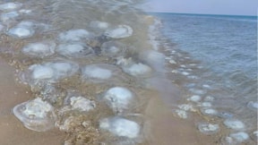 Yumurtalık Lagünü sahiline binlerce denizanası vurdu
