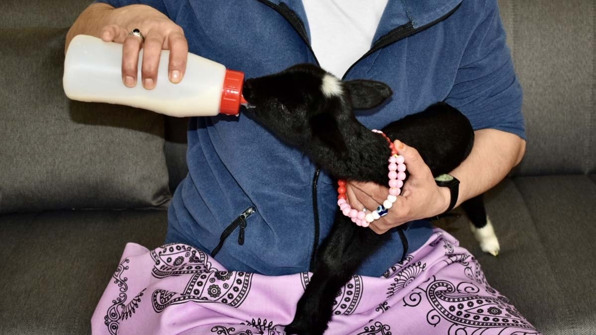 Bir haftalık kuzuları evinde anne şefkatiyle büyütüyor