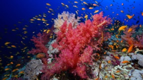 Kızıldeniz'in muhteşem mercanları görüntülendi