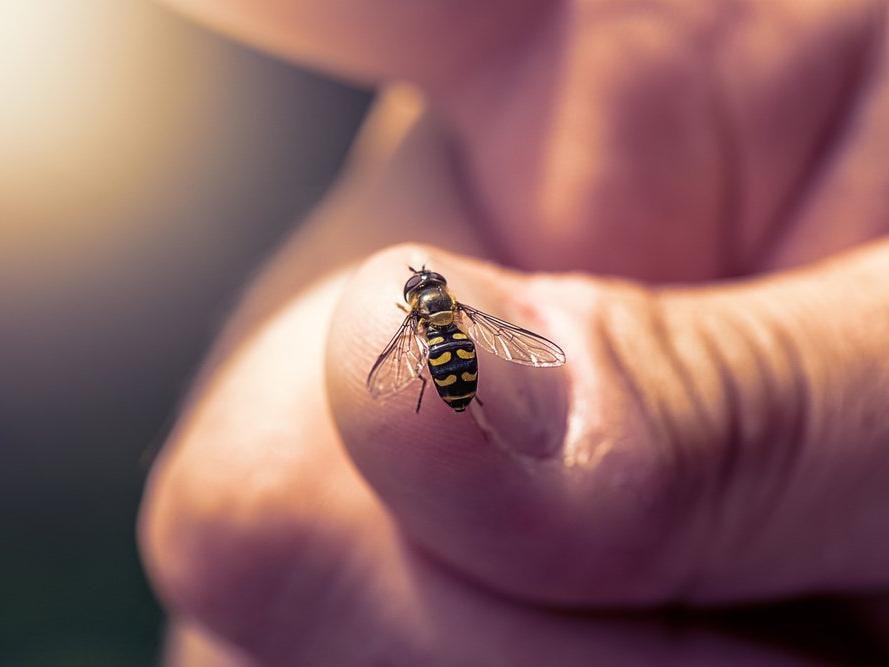 Sıcaklık arttı denge şaştı... Arılarda toplu ölüm endişesi