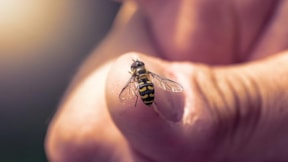 Sıcaklık arttı denge şaştı... Arılarda toplu ölüm endişesi