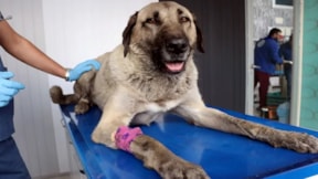 Kayseri'de zehirlenen köpek tedaviye alındı