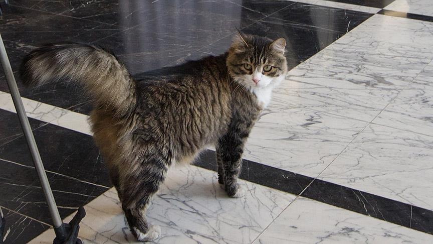 Sıra Şero'ya geldi