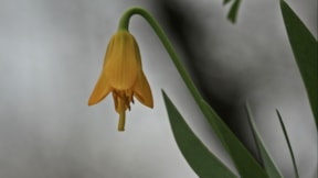 Keşfedilen laleye bulanın soyadı verildi: Fritillaria Yalcinii