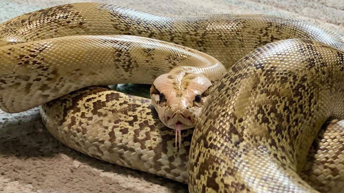 Zeytinburnu'nda piton derisinden çanta operasyonu