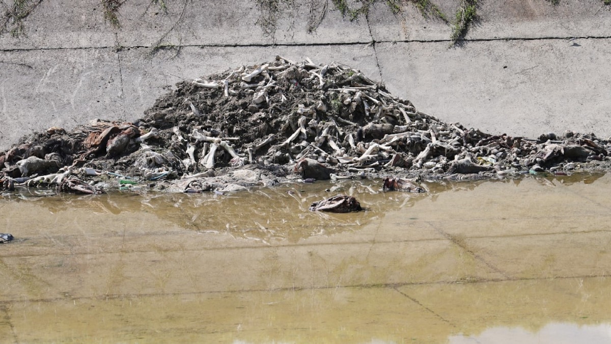 Sulama kanalında bulunan at ve eşek kalıntılarının ardından uyarı - Sözcü Gazetesi