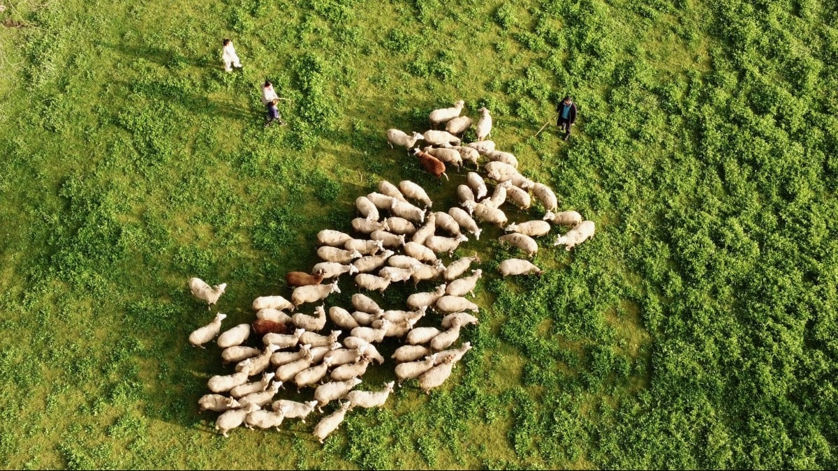 İki koyunla başladı, çiftlik kurdu