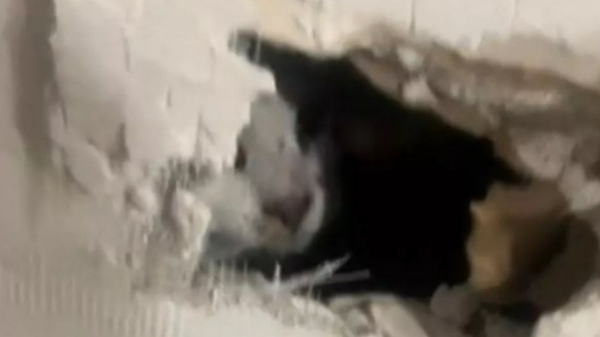 TikTok'ta viral oldu: Tadilattan sonra gelen sesler şok yarattı