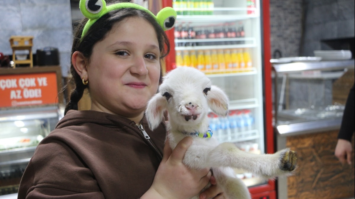 Annesi ölen kuzu maskot oldu