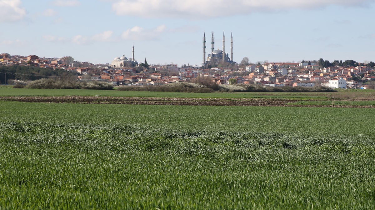 Sıcaklıklar buğdayı hasta etti...