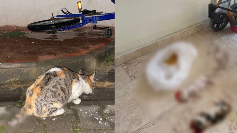 Bir hayvan katliamı daha... 6 yavru kedi başları kesilerek öldürüldü