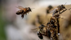 Mevsim dengesizliği bal üretimini vuruyor... Arılar tehlikede
