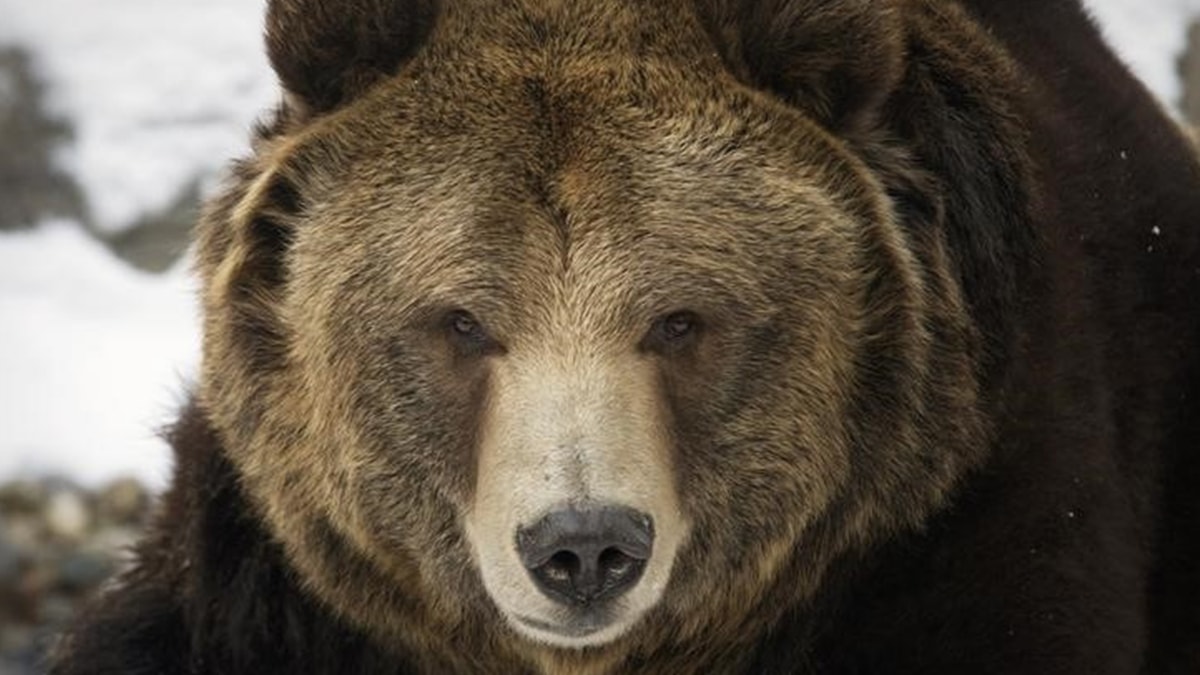 Ayı tarafından kovalanan kadın ölü bulundu