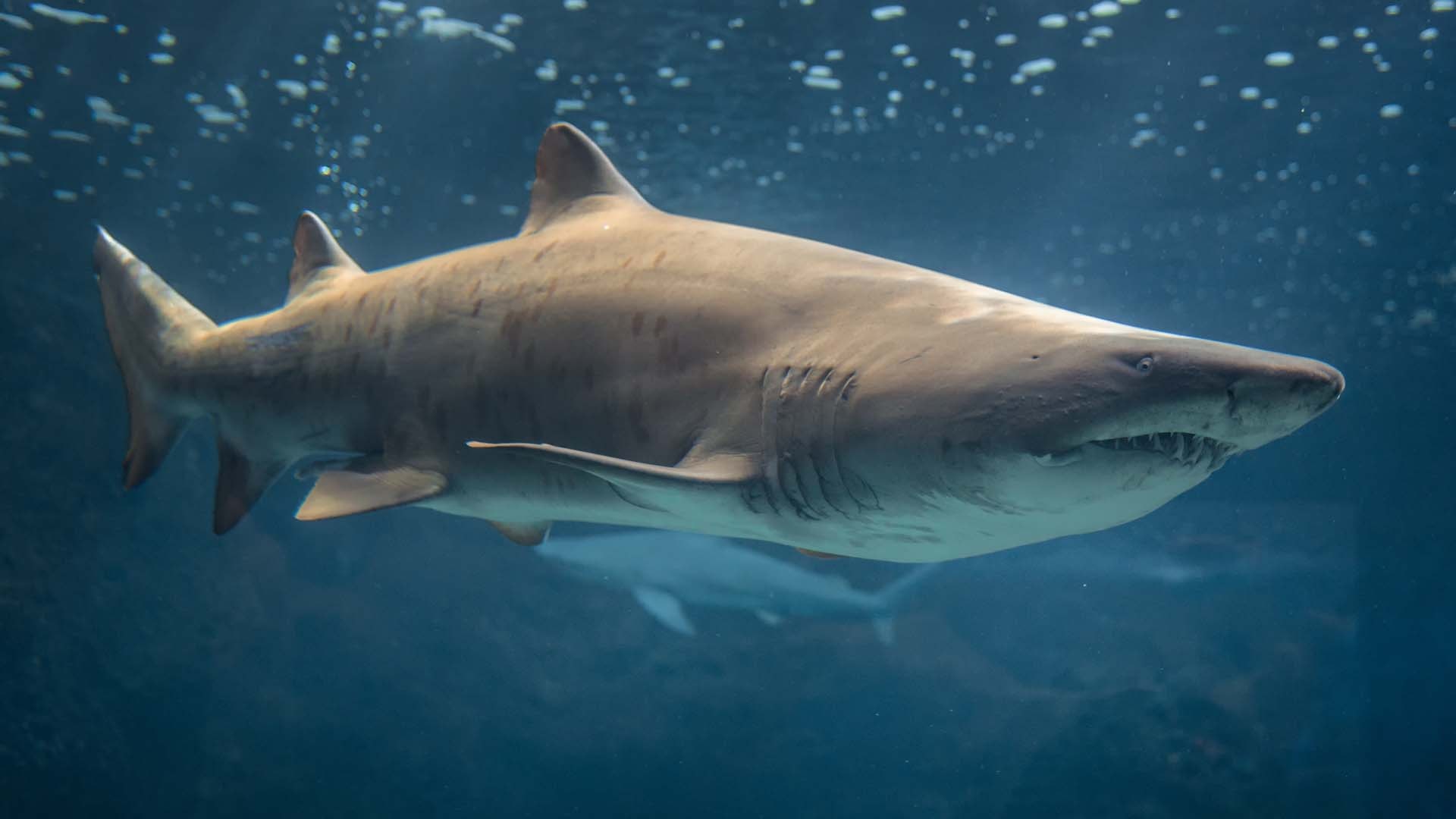 Dünyanın en tehlikeli köpek balığı türlerinden biri... Sayıları artıyor!