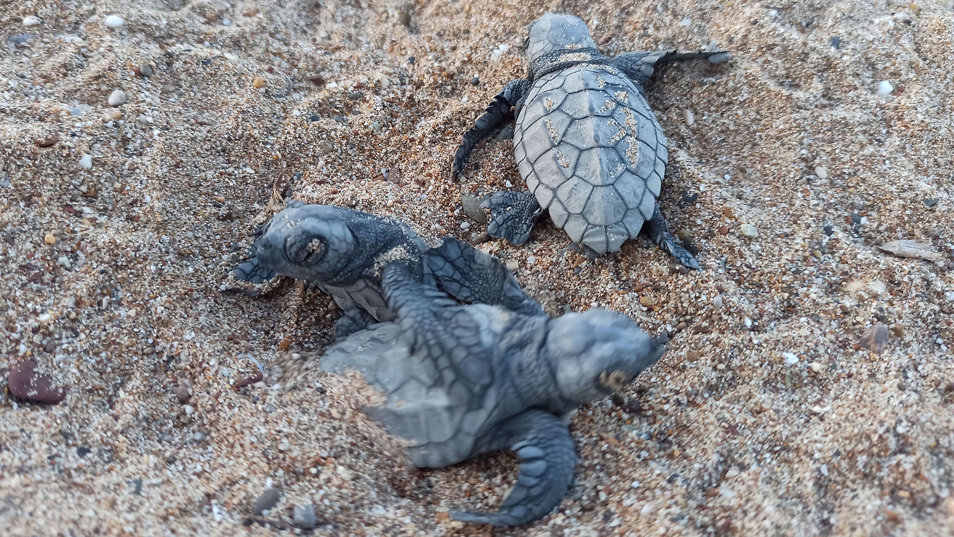 Caretta carettalar için gönüllü aranıyor