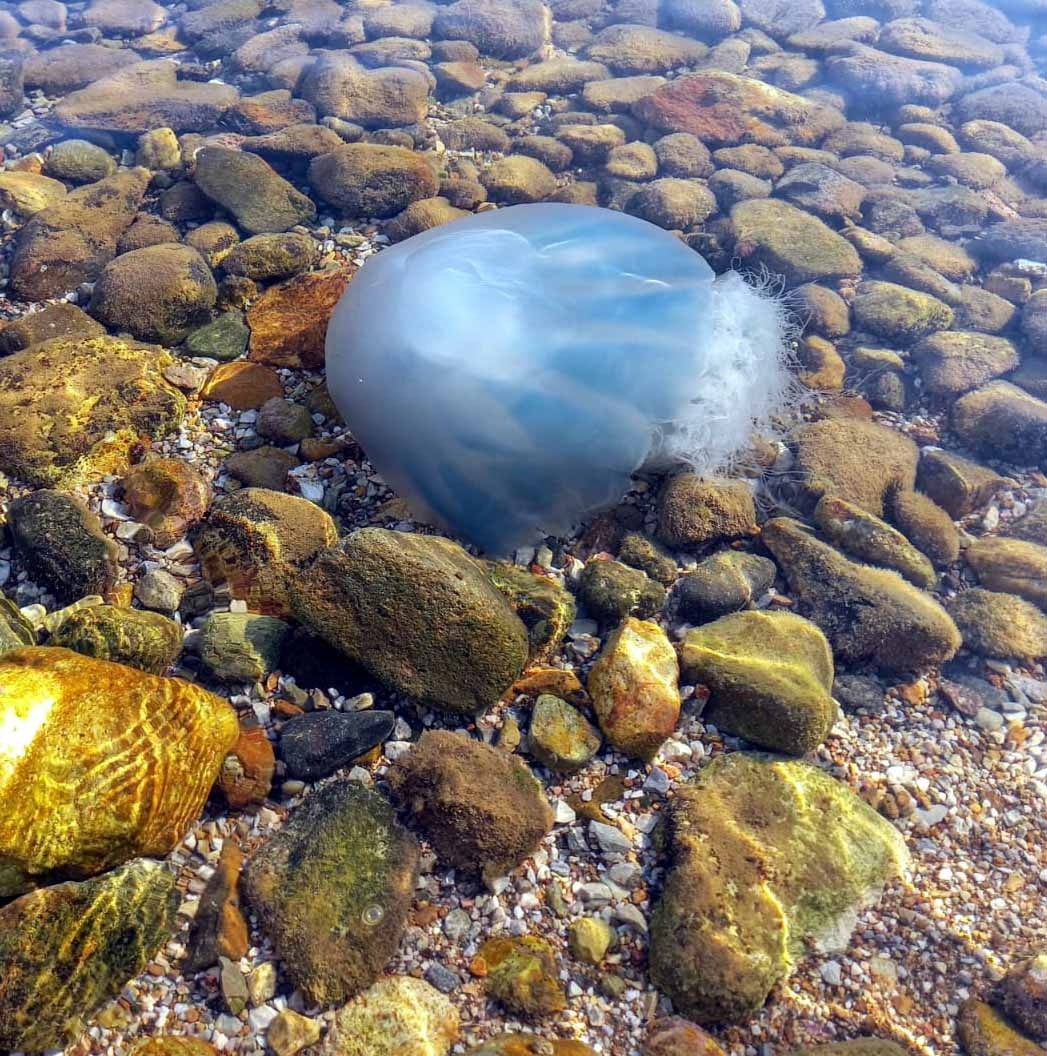 Bodrum'un cennet koylarında denizanası paniği