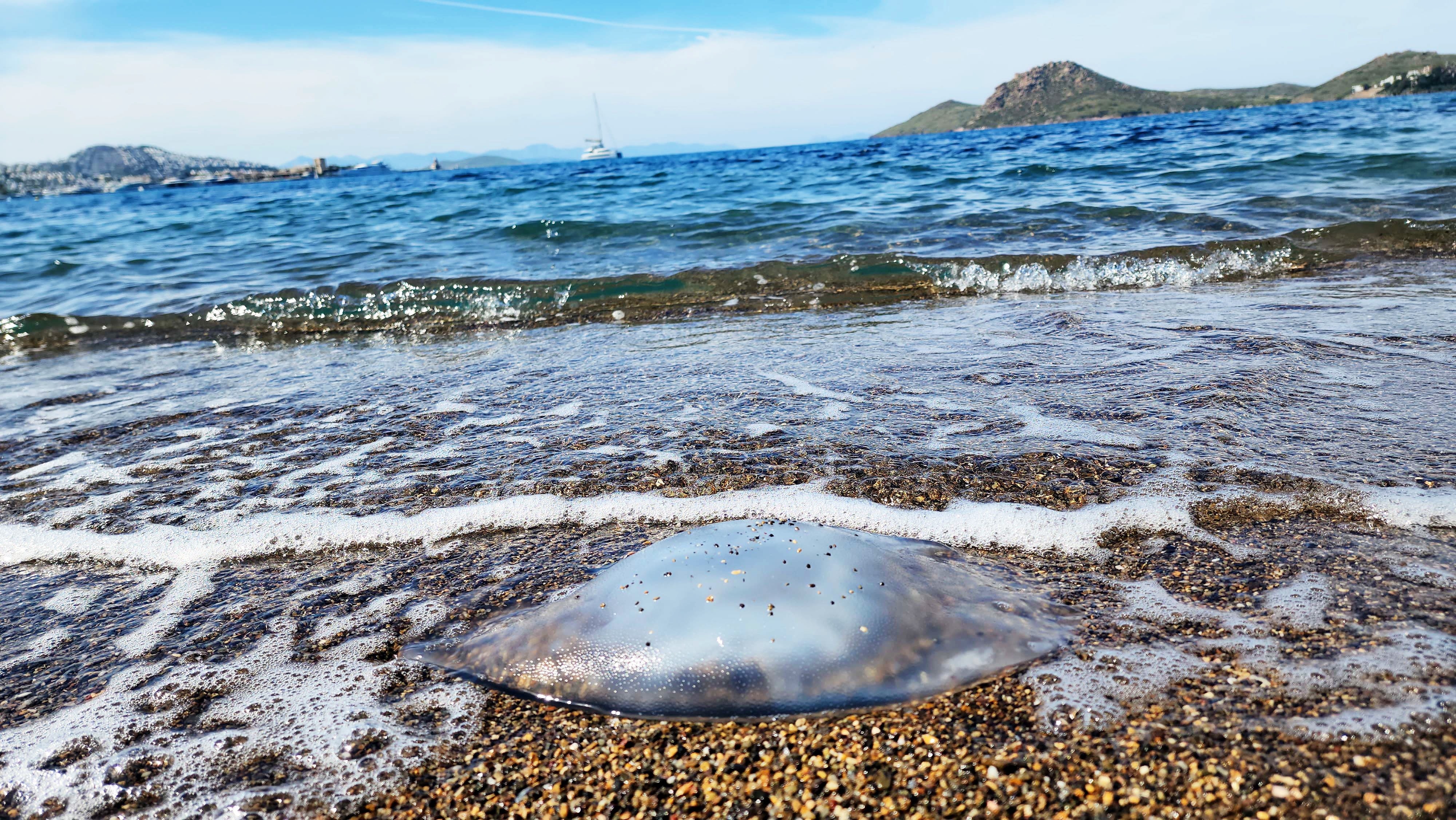 Bodrum'un cennet koylarında denizanası paniği