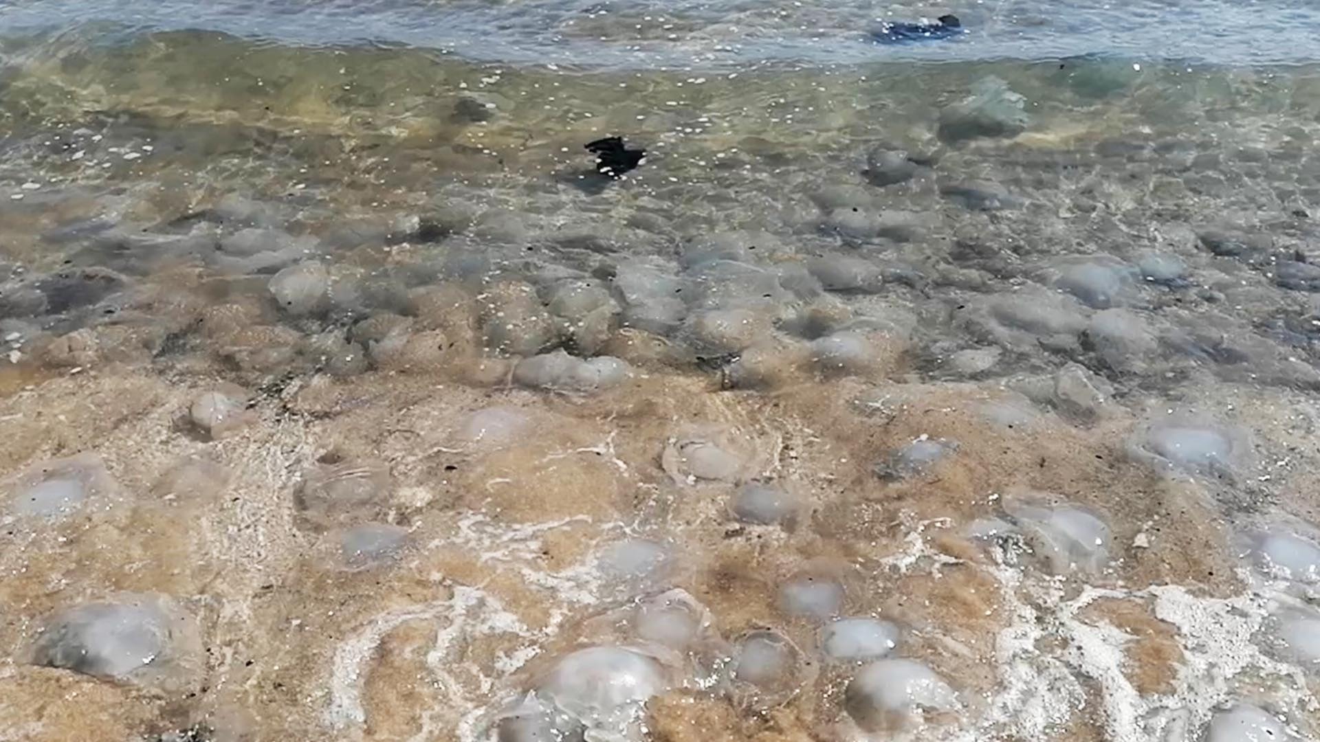 Denizanası uyarısı: Ölü bile olsa dokunmayın