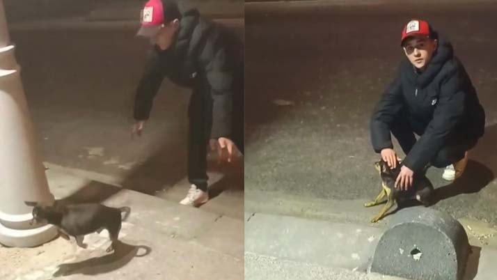 Elektrik kaçağına bakmak için köpeği kullandı