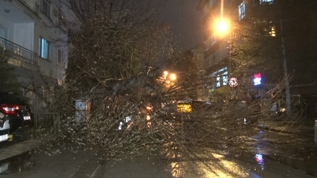 Ankara'da şiddetli rüzgarın devirdiği ağaç yolu kapattı