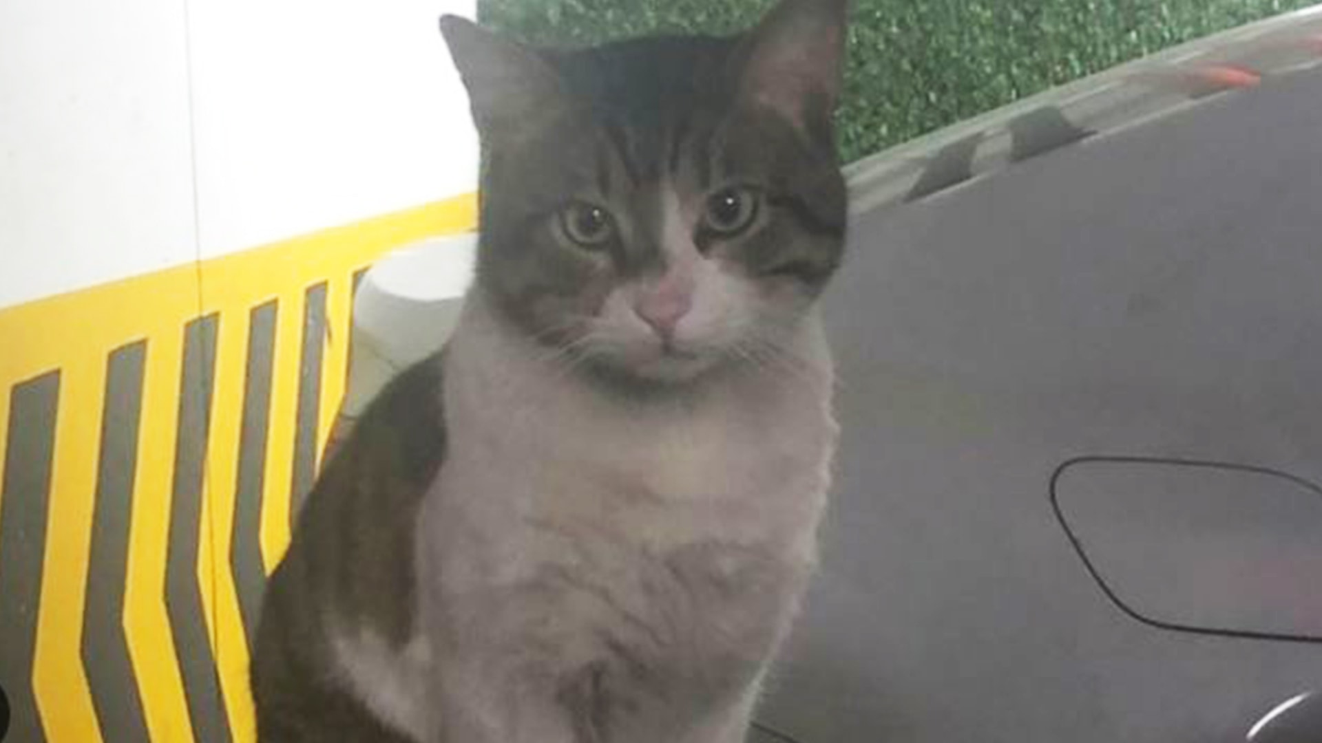 'Eros'un adı Kırklareli Sokak Hayvanları Rehabilitasyon Merkezi'ne verildi