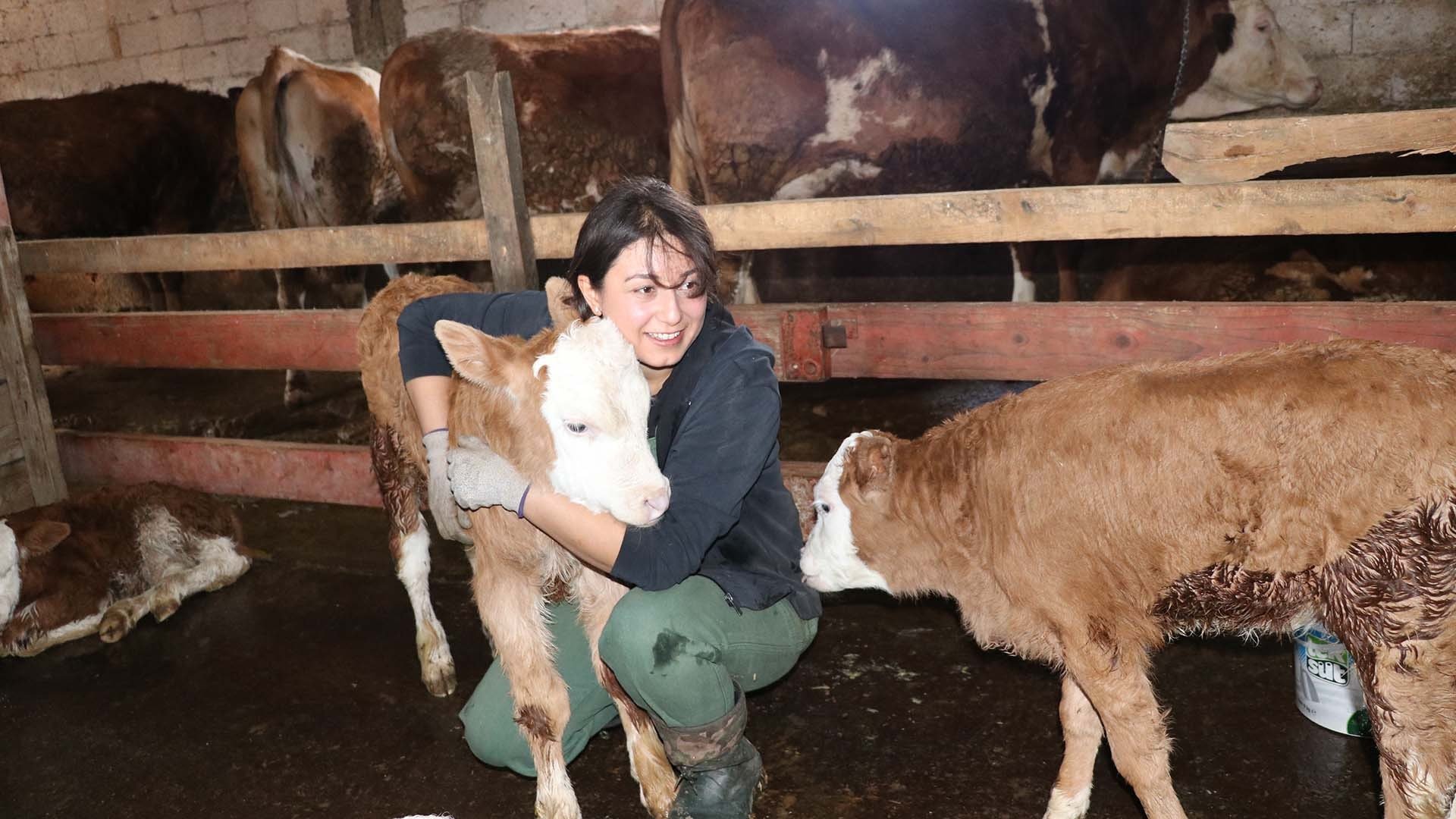 Yöneticiliği bıraktı, hayvancılığa başladı