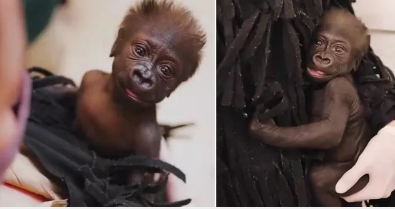 Annesi reddetti, görevliler goril gibi giyinmeye başladı