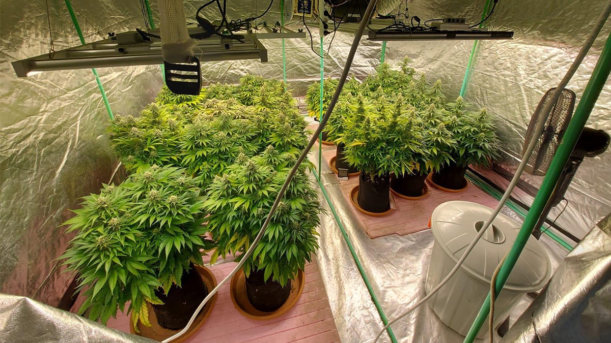 Evini kenevir serasına çevirdi