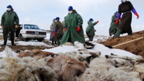50 yılın en zor kışı... Milyonlarca hayvan öldü