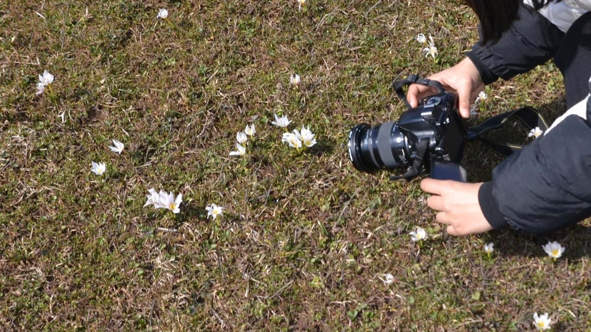 Baharın müjdecisi kardelenler çiçek açtı
