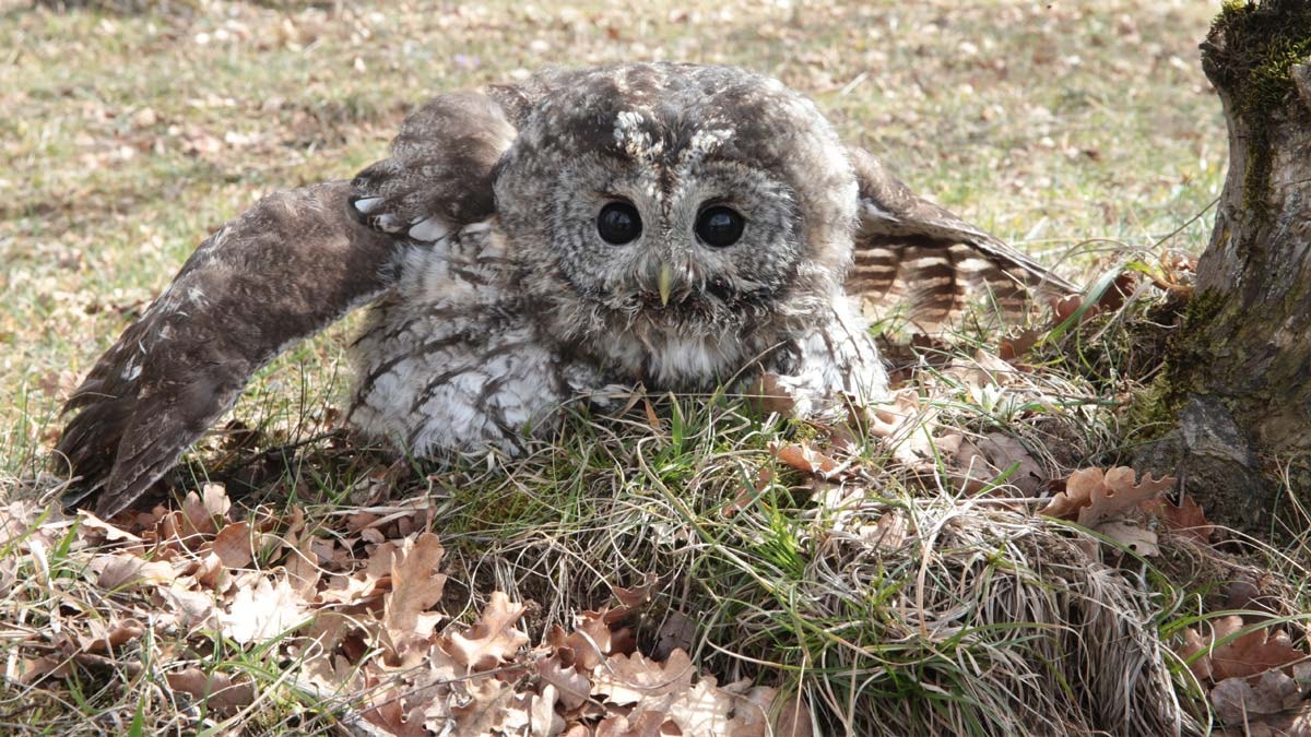 Yaralı baykuş yeniden doğaya salındı