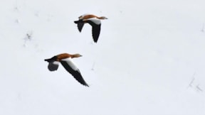 Kars'a göç mevsimi başladı: Kuşlar yuvalarına dönüyor