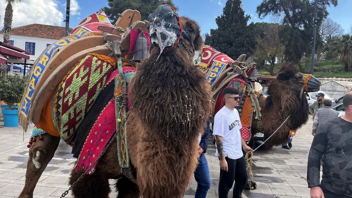 Bodrum’da develer meydana indi: Turistler ilgi gösterdi
