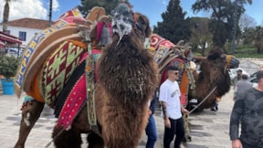 Bodrum’da develer meydana indi: Turistler ilgi gösterdi