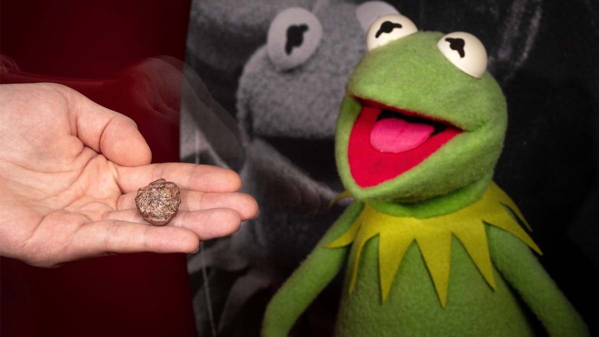 Yeni keşfedilen fosile kurbağa Kermit’in adı verildi