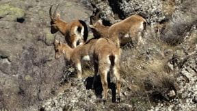 Doğanın muhteşem gösterisi: Dağ keçileri görüntülendi