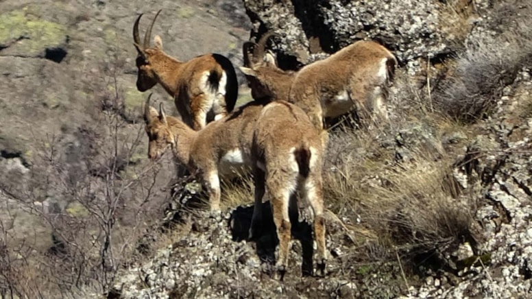 Doğanın muhteşem gösterisi: Dağ keçileri görüntülendi