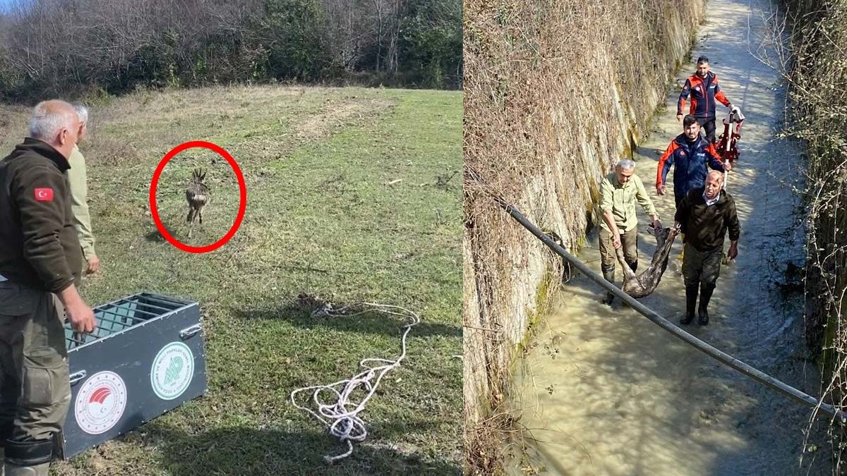 Su kanalına düşen karaca kurtarıldı