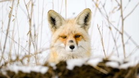 Kızıl tilkilerin kar altındaki avlanma sırrı: Hassas kulaklar