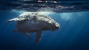 Nesli tehlike altındaki balinalar için çağrı... "İnsanlarla aynı haklara sahip olmalılar"