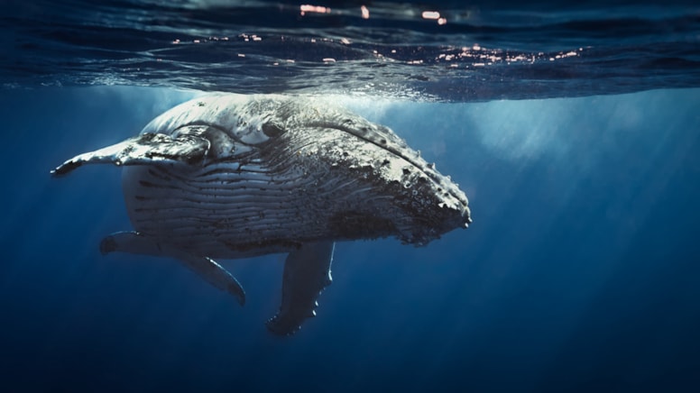Nesli tehlike altındaki balinalar için çağrı... "İnsanlarla aynı haklara sahip olmalılar"
