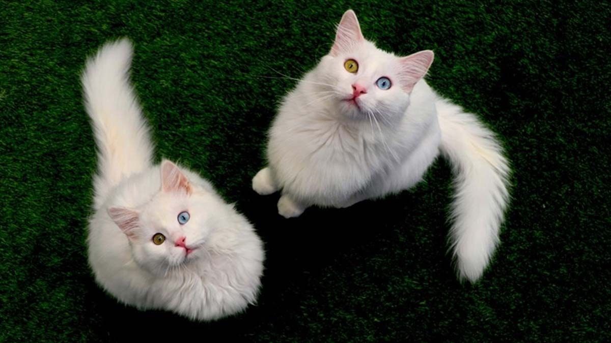 Orijinal Van kedisi sayısı artıyor