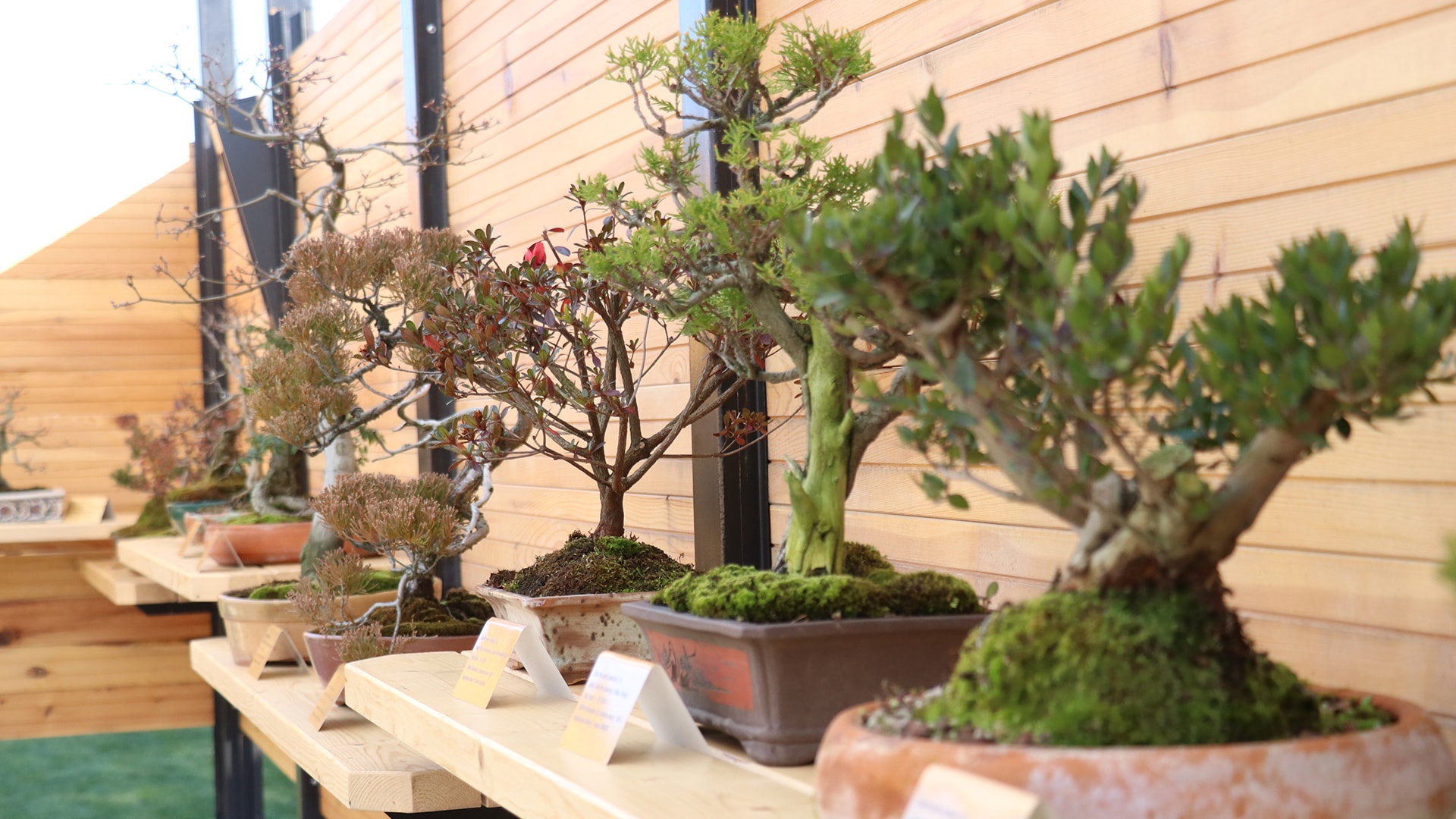 Avrupa'nın en büyük bonsai müzesi Yalova'da açıldı