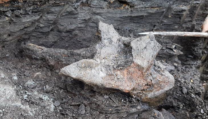 Bilim insanlarını heyecanlandıran keşif: Tam 16 milyon yıllık...