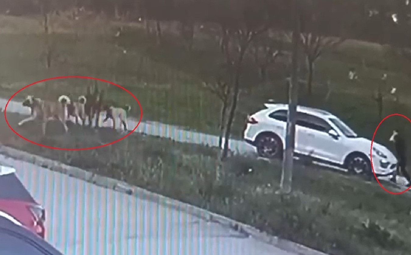 Oğlunu köpeklerden korumak isterken çenesi kırıldı, kulağı parçalandı
